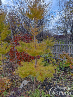 Стрижка и формировка растений