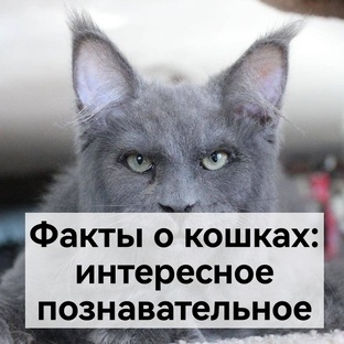 Кошки: кто они такие?