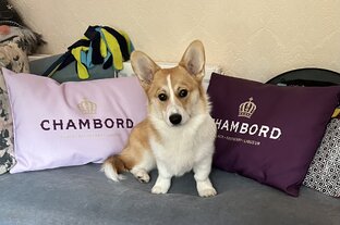 Дневник корги. 