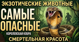 Смертельная красота: самые опасные и ядовитые животные
