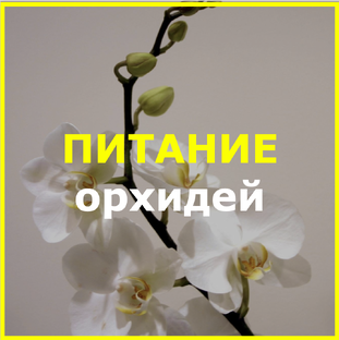Питание домашних орхидей