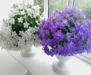 Кампанула жених и невеста.