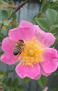 Лютики-цветочки