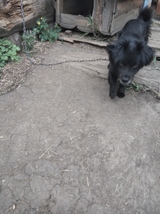 Братья наши меньшие)