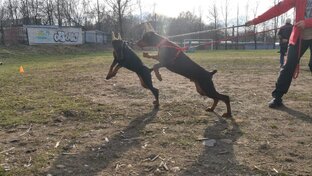 Лекса и Барбадос 