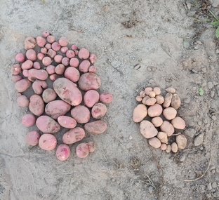 Сарпо мира. Картофель из семян. 