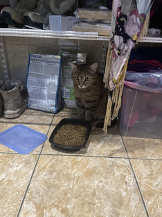 Мои мордахи