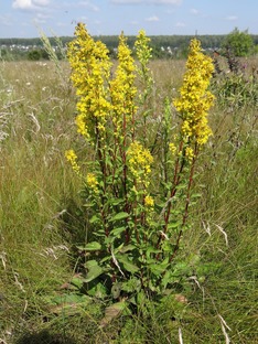 Травы и траволечение