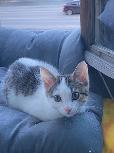 Наши хвостики.