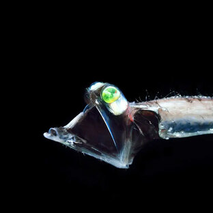 Глубоководные рыбы