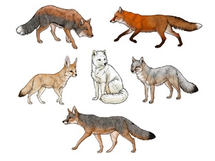 Animal Anatomy [Monika Zagrobelna]