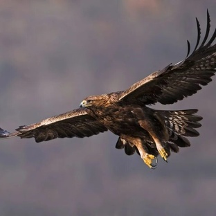 Беркут: царь небес, о котором вы не знали