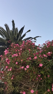 Красивые сады