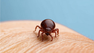 Вакцинация от клещевого энцефалита