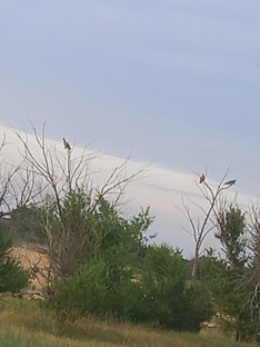 животные и птицы на даче.