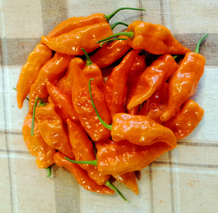 Важное о перцах.