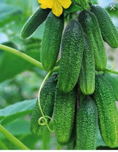 Выращиваем овощи в огороде. 