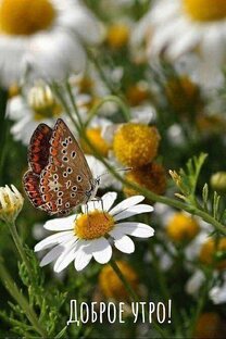 А лето цвета...2