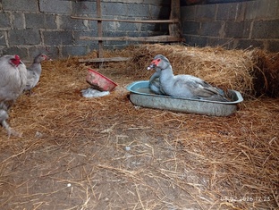 Мускусы Лаванда