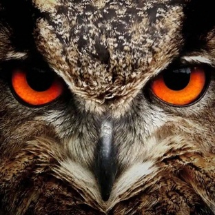 🐾 Удивительный мир животных