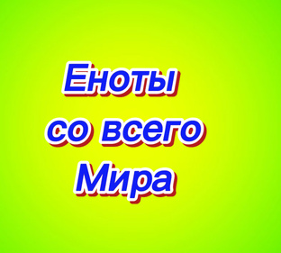 Еноты со всего мира