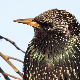 Скворец: певец, строитель и гений пернатого мира