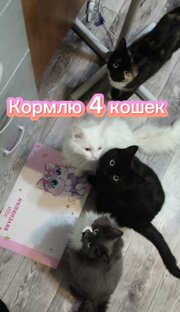 💛 Кошачья семья 💛
