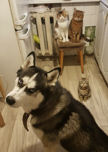 «Арчи, Саймон и Компания: Приключения дома и на даче»