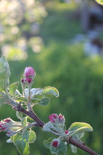 Проект "Молодильные яблоки" 