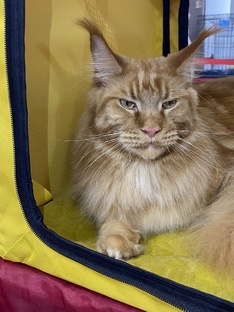 Выставки кошек