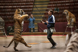 Животные в цирке