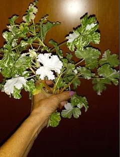 Пестролистная пеларгония. Всё о ней.