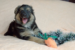 Истории подопечных