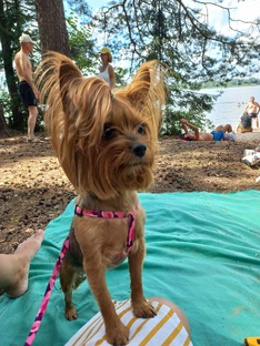 Терьер Айка