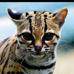 Маргай: тайный мастер джунглей, о котором мало кто знает