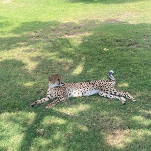 Путешествуйте выгодно rosbillet.ru