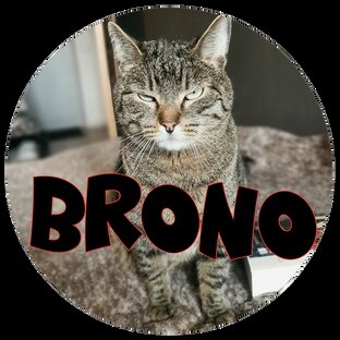 Кот