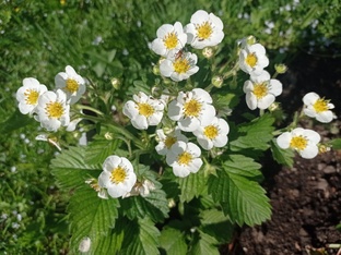 Клубничные хроники