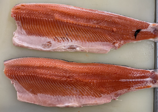 Чудо филетировочная машина для красной рыбы (лососевые породы)