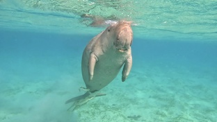 Египет Марса-Алам