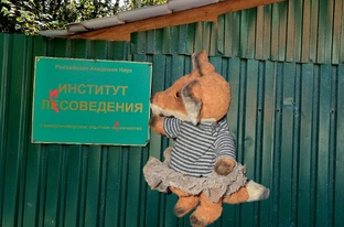 Подборка лисья