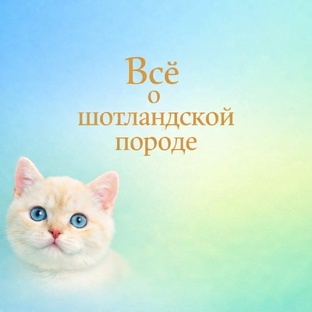 Шотландские кошки