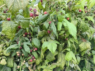 Ягодные кустарники и лианы