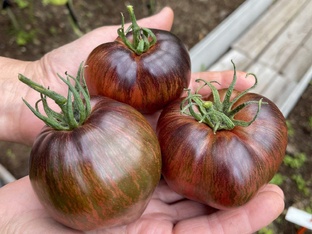 Обзоры сортов