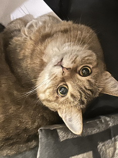 Глазами природы: исследования и рассказы о животных