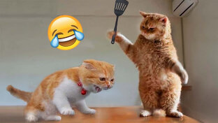 Смешные котики (Озвучка ВГО)