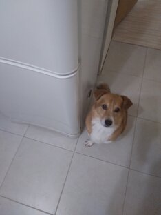 Заметки про Рыжика