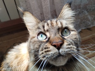 Милая кошечка Вязя - котоблог