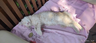 Замурчательные животные 