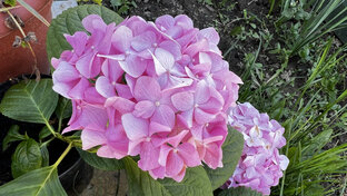 Сад за окном